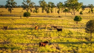 Grimwade & Gordon auction pushed back following Queensland's big rains