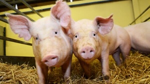 Hailed a livestock breeding milestone, GM pigs have been approved in US