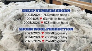 Wool production 'scraping the bottom' as forecast highlights century-low