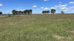 Prime Brigalow Belt country in the spotlight with very well-improved Malara
