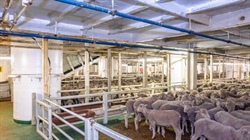 Election result downfall for live sheep as 'stupid policy' locked in
