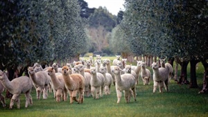 Alpaca fibre prices on the rise as niche industry pushes for more growth