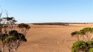 Two big paddocks in the Mid North ideal for cropping and farm expansion
