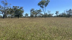 Well-watered central west grazing property with established tourism bonus