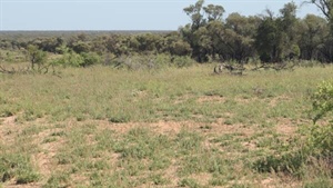 Western Queensland rolling term lease sells for $1.65 million at auction