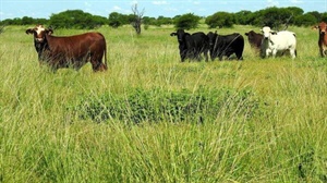 Productive Mugwee on the market with abundant grass and excellent waters