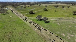 Queensland properties on market to grow Palgrove's commercial cattle herd