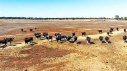 Beston collapse triggers sale of five grazing blocks near Tailem Bend