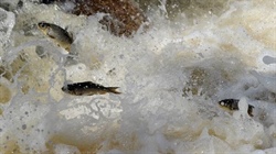 Calls for nationwide war to be declared in losing fight to stop carp spread