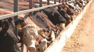 Feedlot market success has GrainCorp eyeing more stockfeed business buys