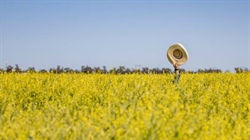 Nufarm may sell canola seed business after profits slip on fish oil price slump