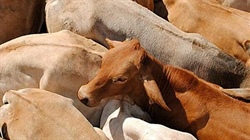 AACo musters up big sales volume rise despite high-end beef's export hurdles