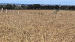 Handy-to-Roma country offered as four quality Maranoa lifestyle blocks