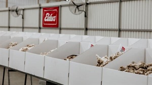 Wool quality takes a hit with drought, as yields and staple strength falter