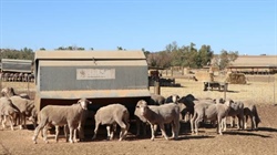 Smaller lamb crop expected across south as fibre shortages pose challenges