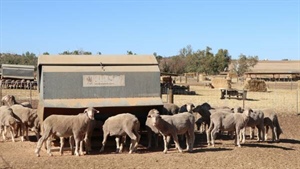 Smaller lamb crop expected across south as fibre shortages pose challenges