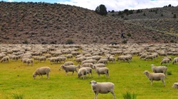 Ranchers' quest to limit Aussie lamb to boost US sheep flock may backfire