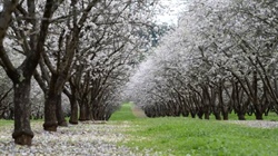 Almond heavyweight's profits rebound and market revival tipped to last years
