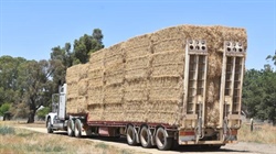 Farmers urged to register need for feed as national fodder crisis deepens