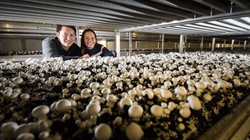 How the death cap publicity hits legitimate mushroom farmers