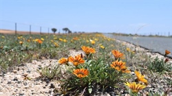 From beloved garden ornamental to crop scourge, gazanias continue to spread
