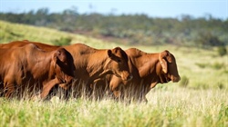 Northern Territory buyer secures outstanding Augathella buffel property
