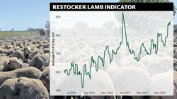 Store lambs in demand as producers chase strong forward contract prices