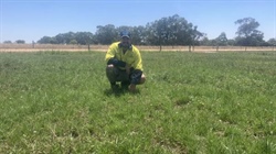 Milking profits with higher energy Perennial ryegrass selection