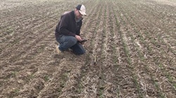 Crop density tool will help farmers manage uneven emergence in the crop