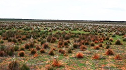 Big sheep block in low rainfall Riverland sells for $307 per acre