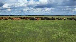 Post-auction negotiations continue on exclusion-fenced country | Video