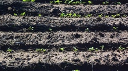 Popular post emergent herbicide recalled after issues in some canola crops