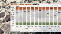 Reduced yardings: tightening supply supports prices as winter lamb turn-off slows