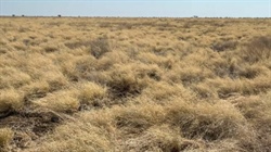 Spellary Creek: Top quality breeding, backgrounding and fattening country