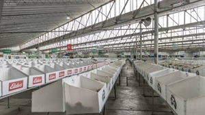 China seeks out South African wool, with one key reason driving the trend