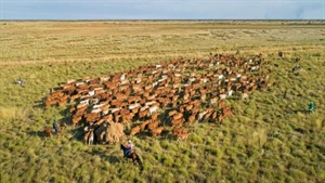 Kalyeeda: Kimberley cattle country offered with quality herd and plant