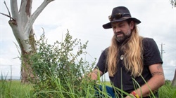 Returning native grasses to Gamilaraay country will have multiple benefits