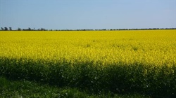 Ukraine frost concern, bigger EU crop, Indian record, grains news in brief