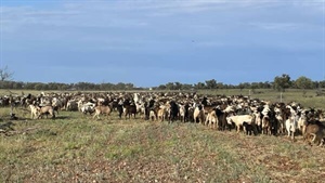 Markets lap up booming goat supply as depressed prices plague producers