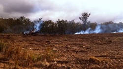 Beef targeted in 'disappointing and irresponsible' land clearing report