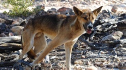 The states experiencing spikes in wild dog sightings and why it's occurring