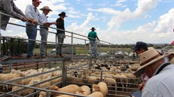 Hot lamb market could still serve up more records in 2025 and beyond