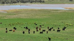Premium backgrounding and weight-gain country with cultivation makes $5m