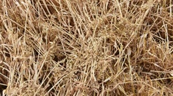 Wheat based trousers? Science breakthrough could help use crop by-product
