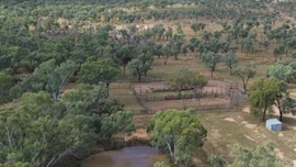Ronlow Park: Well-grassed, tick-free breeder block for 1500 cows | Photos