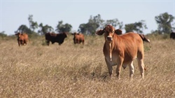 Adjoining Tyagarah and Aralee offer 19,459 acres of quality cattle country
