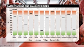 Cattle supply goes north as cow prices advance