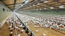Australia's chicken king adds another farm near Geelong to cement dominance