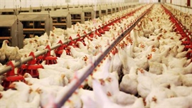 US investment fund makes $1.3b play for Australia's chicken king