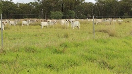 Ravenshoe cattle country with irrigation and plenty of potential | Photos